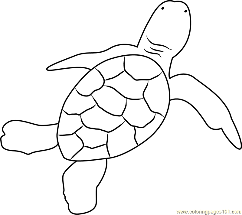 800x711 Green Turtle Hatchling Coloring Page