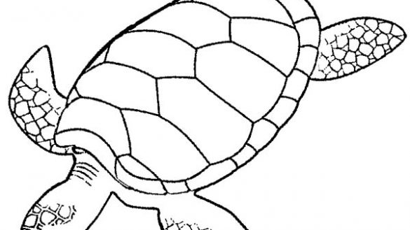 585x329 Astonishing Sea Turtle Pictures To Color Coloring Pages Print