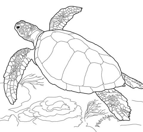 480x444 Nice Sea Turtle Pictures To Color Colouring To Humorous Loggerhead