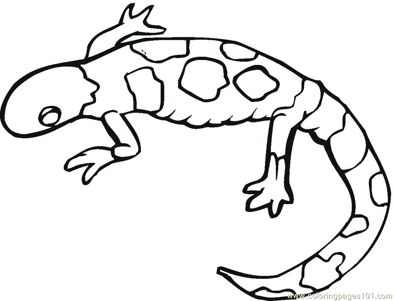 800x612 Reptiles Coloring Pages Lizard Color Pages Many Interesting Com