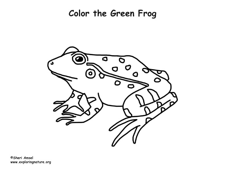 792x612 Frog (Green) Coloring Page