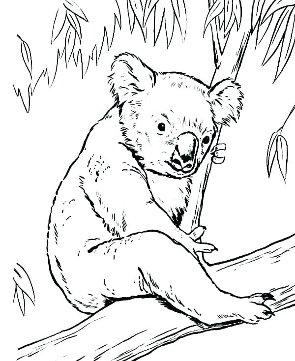 600x734 Lion Guard Coloring Pages Printable Sea Page Koala Image Gallery