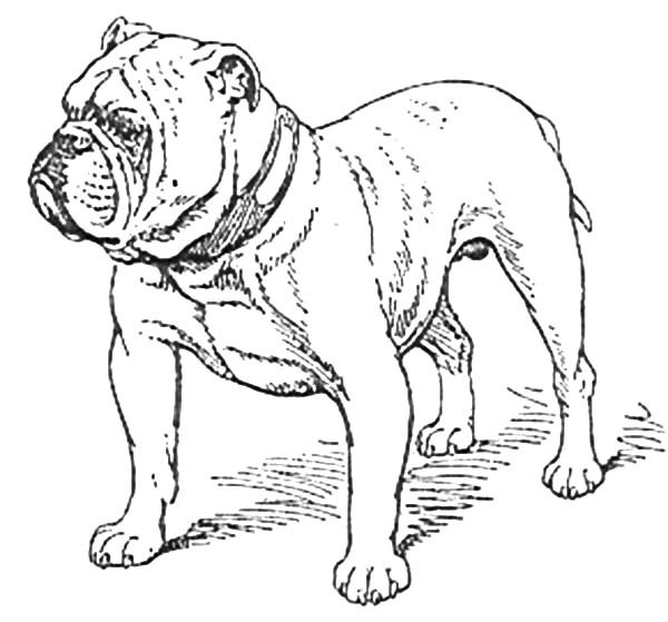 600x559 Boxer Dog Stand Guard Coloring Pages Best Place To Color