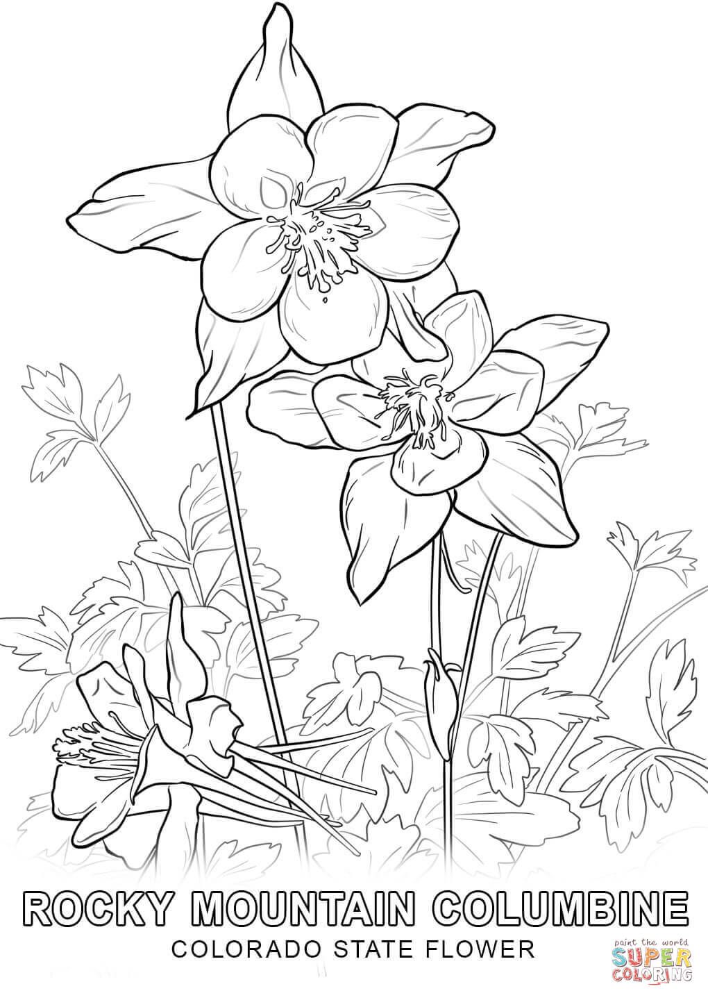 Colorado State Flower Coloring Page Free Printable Coloring 1020x1440 Colorado State Flower Coloring Page Free Printable Coloring