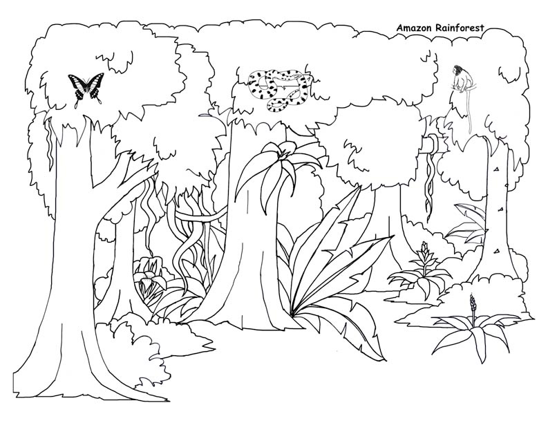 Rainforest Background Coloring Page 793x612 Rainforest Background Coloring Page