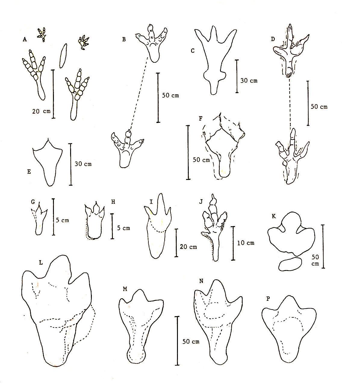 1166x1294 Dinosaur Footprint Coloring Page Coloring Page For Kids