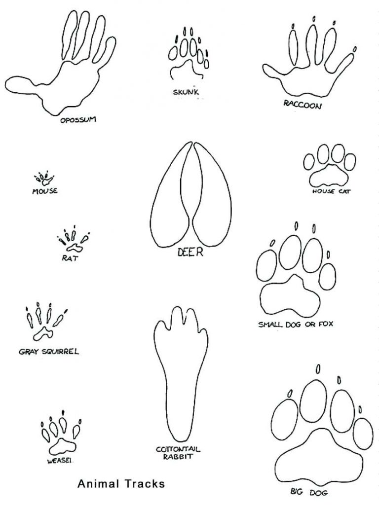 Coloring Page Footprint at GetColorings.com | Free printable colorings ...