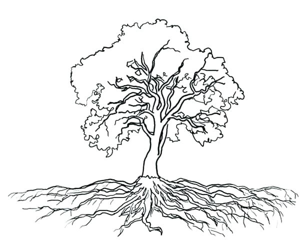 600x480 Oak Tree Coloring Page Coloring Tree Oak Tree Massive Roots