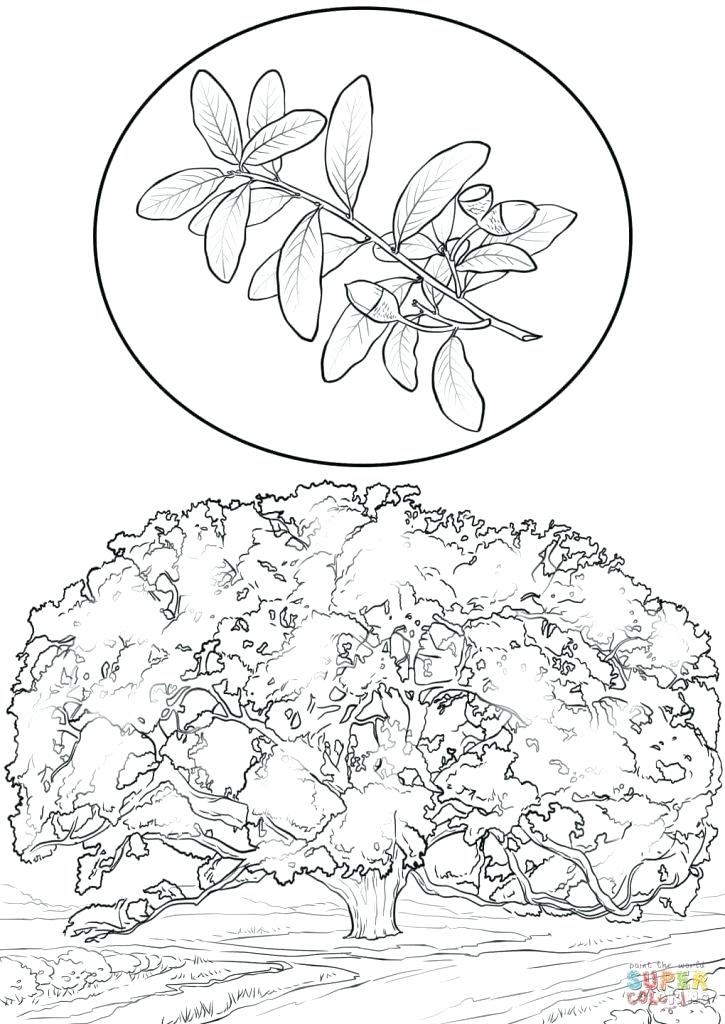 725x1024 Oak Tree Coloring Page Tree Coloring Pages Oak Tree Coloring Page