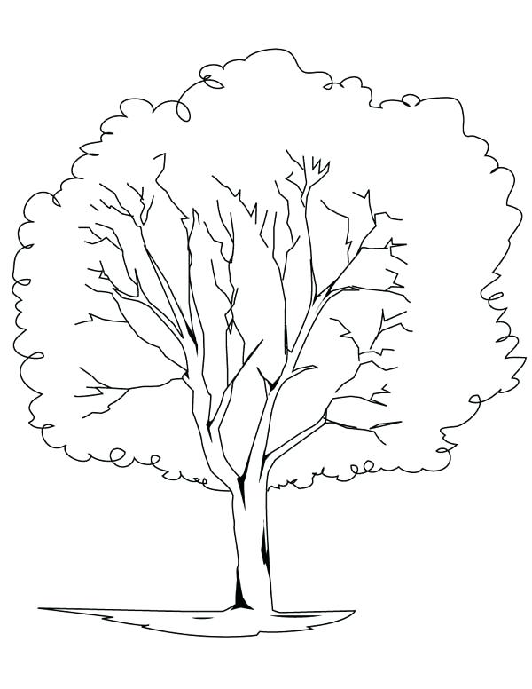 600x776 Oak Tree Coloring Pages Planting Oak Tree Coloring Page Oak Tree