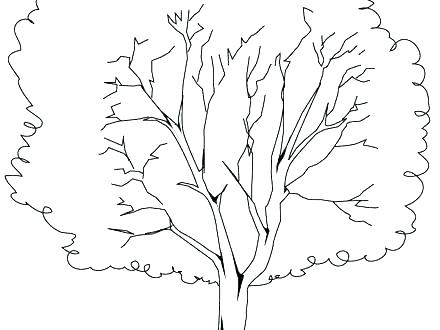 440x330 Oak Tree Coloring Pages Teleks.site