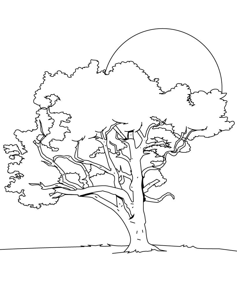 Coloring Page Oak Tree at GetColorings.com | Free printable colorings ...