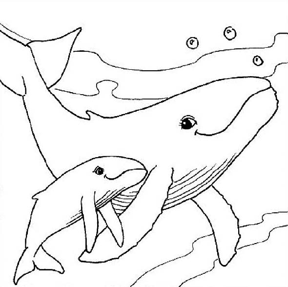 A Whale Withe Her Baby Animals Coloring Page 590x588 A Whale Withe Her Baby Animals Coloring Page