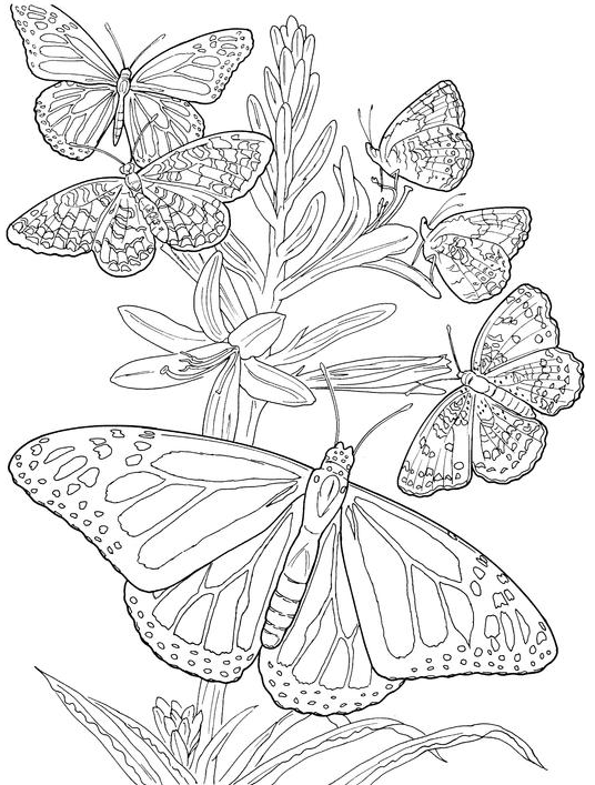 536x707 Totally Awesome Free Adult Coloring Pages The Quiet Grove