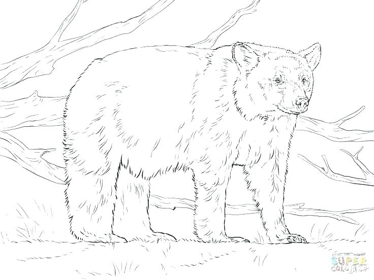 736x552 Black Bear Coloring Page Black Bear Coloring Page For Kids Within
