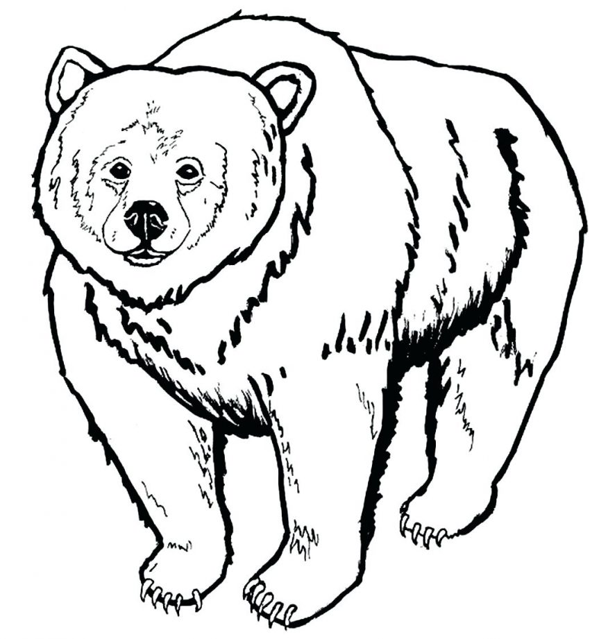 863x921 Wealth Coloring Pages Of Black Bears Bear Coloring Pages