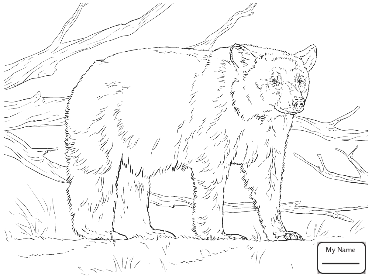 1224x918 Awesome American Black Bears Coloring Pages Collection Printable