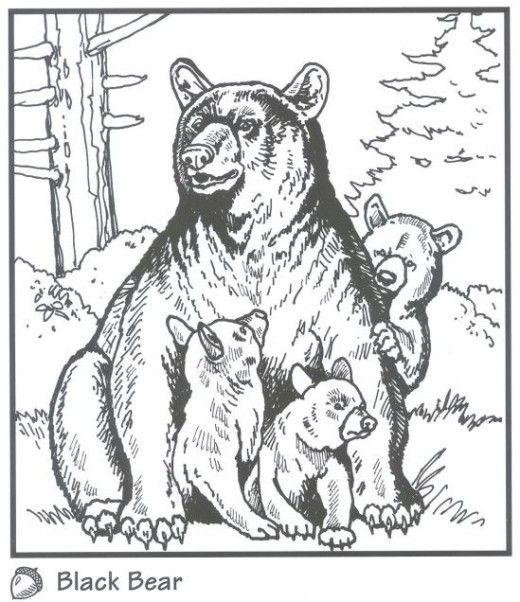 520x602 Backyard Animals And Nature Coloring Books Free Coloring Pages
