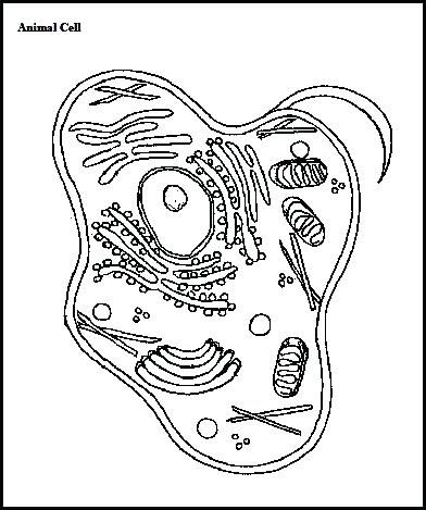392x469 Cell Coloring Pages Animal Cell Coloring Key Sketch Coloring Page