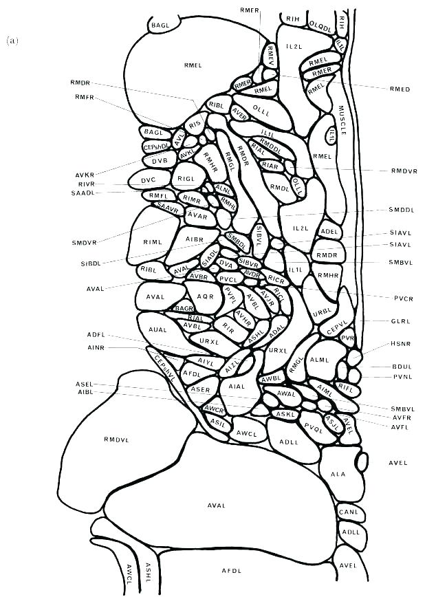 618x868 Cell Coloring Pages Biology Coloring Pages Biology Coloring Book