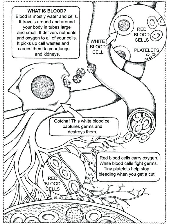 582x770 Science Free Coloring Page Free Coloring Page From Publications