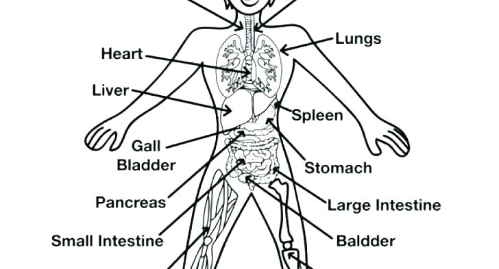 728x393 Body Coloring Pages Kids N Coloring Pages Of Human Body Human Body