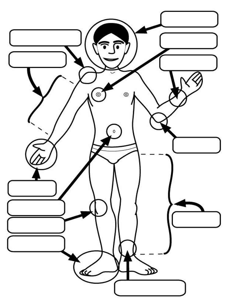 750x1000 Human Body Coloring Pages. Free Printable Human Body Coloring Pages.