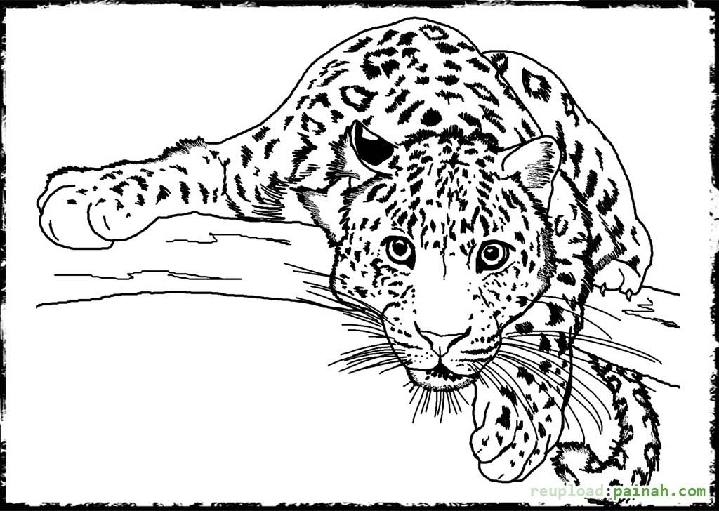 Printable Coloring Pages Animals For Adults World 1024x728 Printable Coloring Pages Animals For Adults World