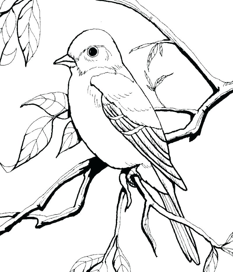 800x932 Birds Coloring Page Print Angry Birds Coloring Pages Printable