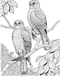 237x300 Birds Free Coloring Pages For Kids Page 0 Kids Coloring