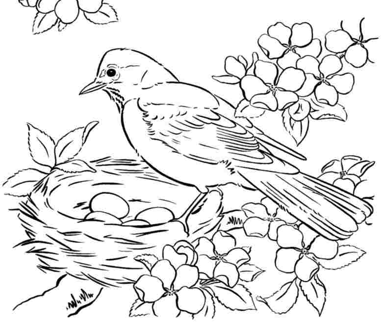 777x657 Free Printable Adult Coloring Pages Birds