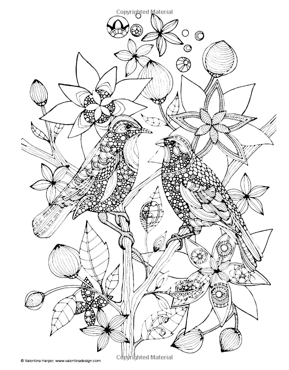 1200x1536 Free Coloring Page Coloring Adult Two Birds. Drawing Of Two Wise