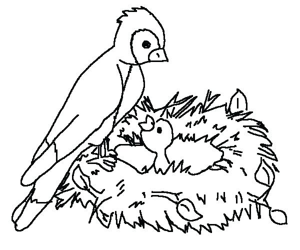 600x500 Robin Bird Coloring Pages Bird Coloring Pages For Adults Elegant