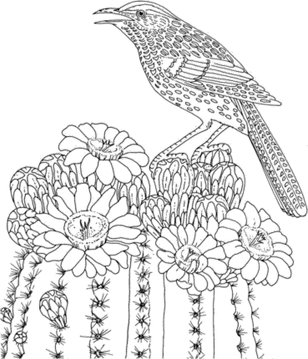 1000x1165 Spring Birds Coloring Pages Adult Page For Kids