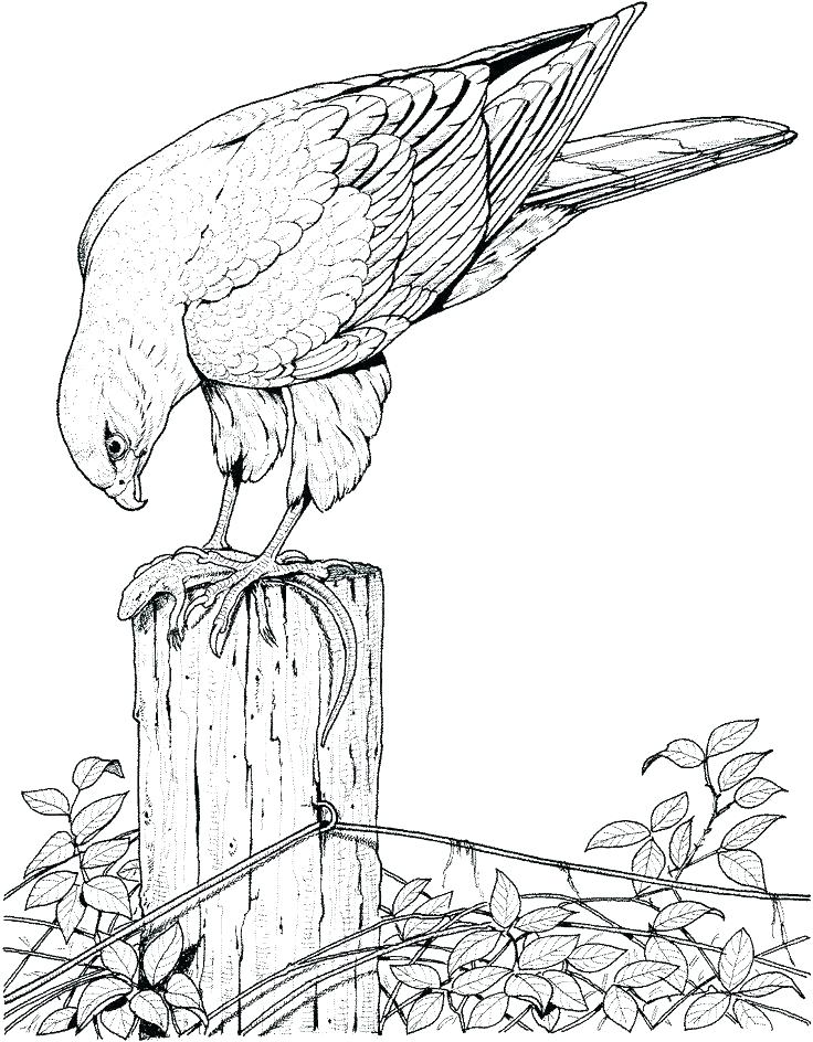 736x944 Coloring Pages For Birds