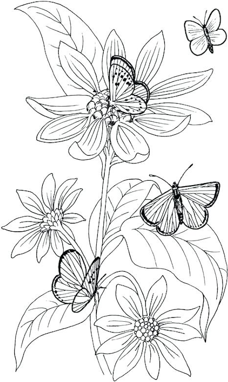 466x780 Coloring Pages Of Butterflies Free Butterfly Coloring Pages