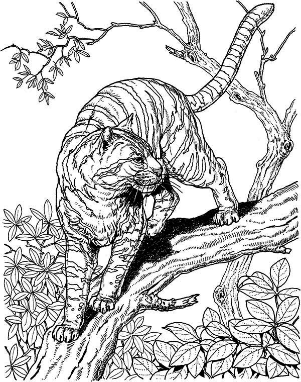 600x760 Difficult Coloring Pages Of Animals Newsread.in
