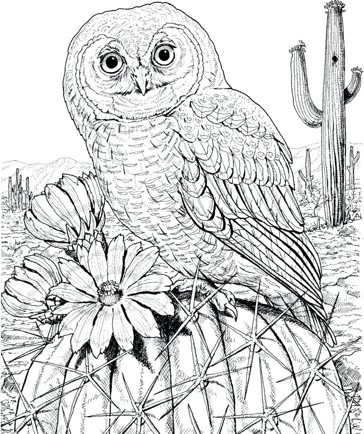 728x867 Printable Owl Coloring Pages For Adults As Well As Difficult Owl