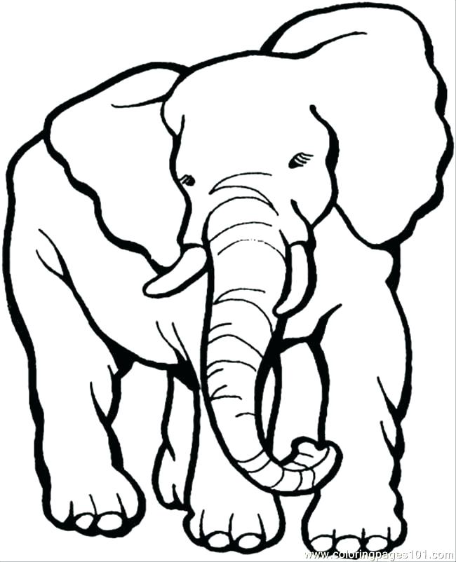 Coloring Pages Elephants Elephant Coloring Pages Excellent 650x802 Coloring Pages Elephants Elephant Coloring Pages Excellent