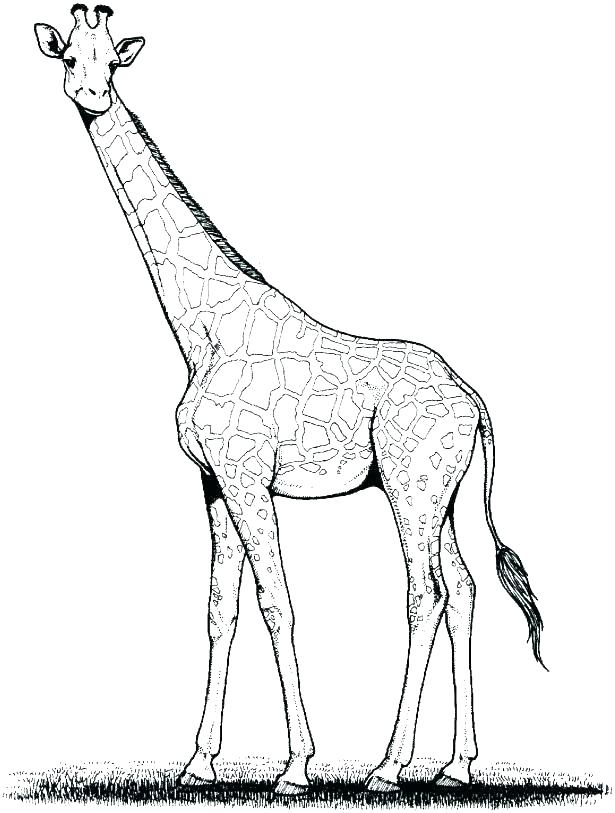 615x813 Giraffe Coloring Pictures Giraffe Coloring Pages Related Post