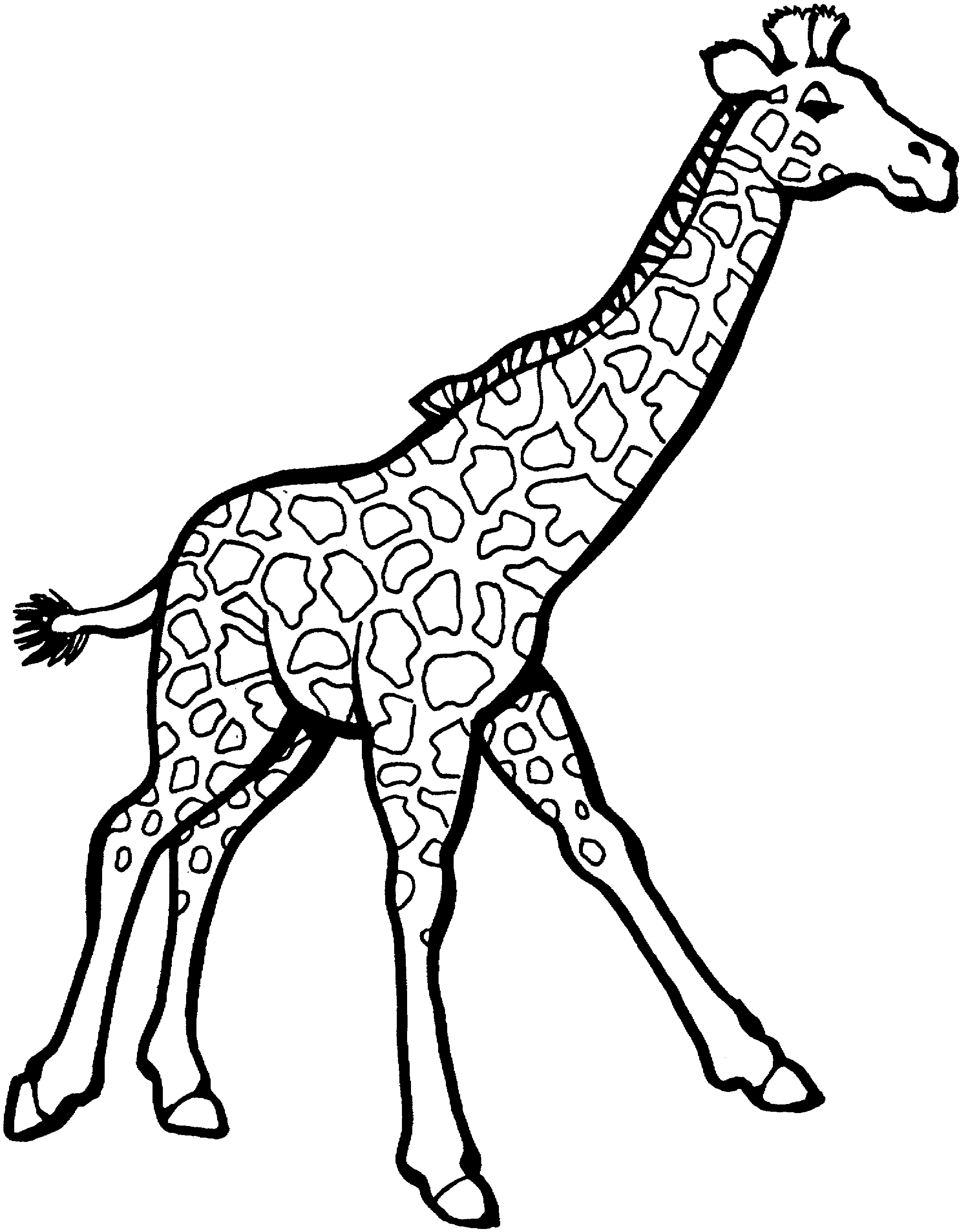 2233x2859 New Giraffe Colouring Page Giraffes Coloring Pages Free