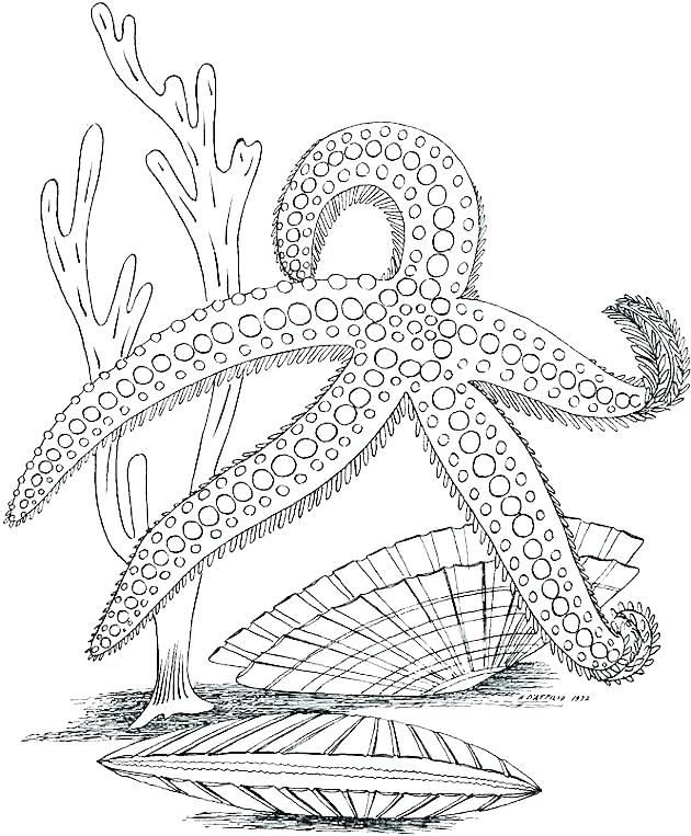 630x763 Ocean Coloring Page Coloring Pages Of The Ocean Ocean Coloring