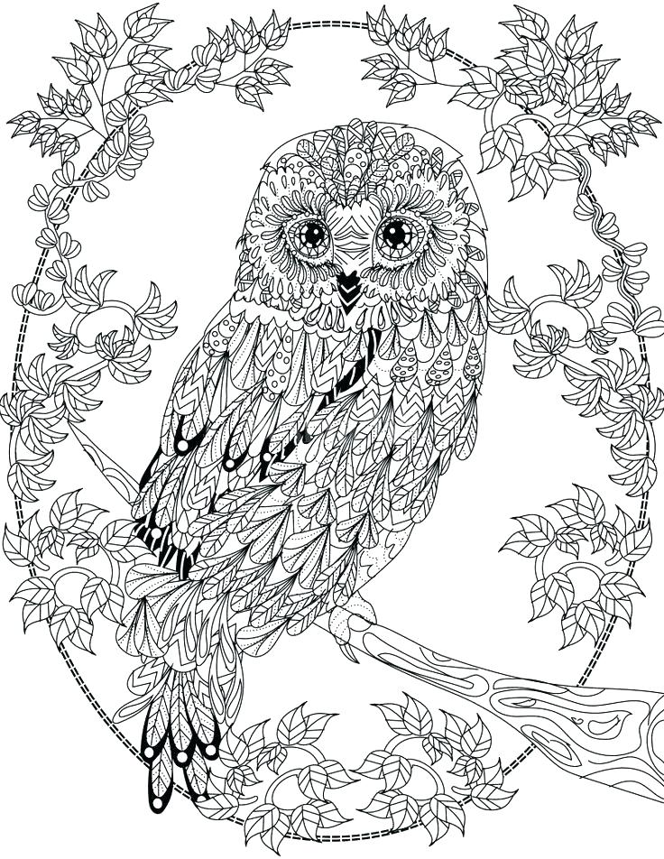 Owl Coloring Page Owl Color Pages Free Owl Coloring Pages 736x952 Owl Coloring Page Owl Color Pages Free Owl Coloring Pages