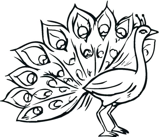 Coloring Pages For Adults Peacock at GetColorings.com | Free printable ...