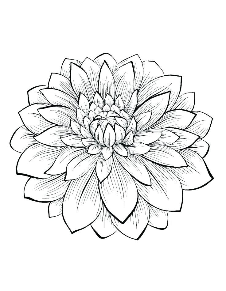 Hard Coloring Pages Of Flowers Flower Hard Coloring Pages 736x950 Hard Coloring Pages Of Flowers Flower Hard Coloring Pages