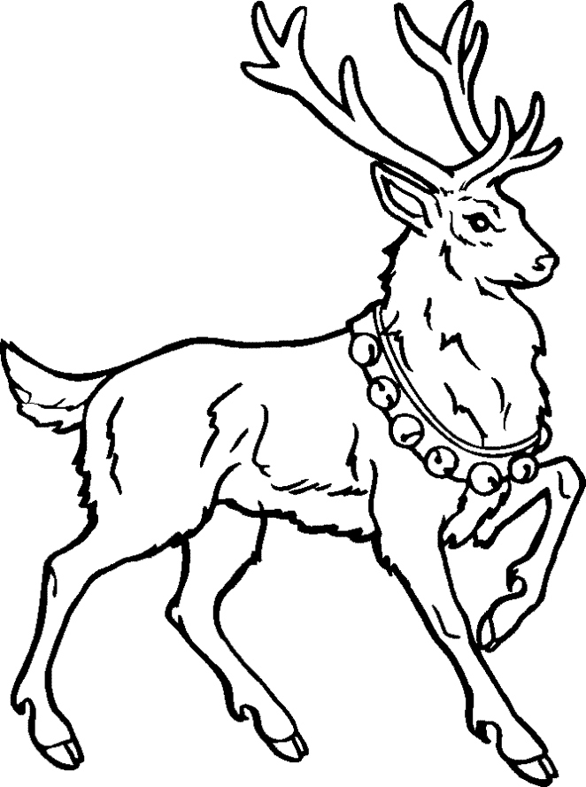 Reindeer Coloring Pages Inspirational Reindeer Caribou Coloring 662x889 Reindeer Coloring Pages Inspirational Reindeer Caribou Coloring