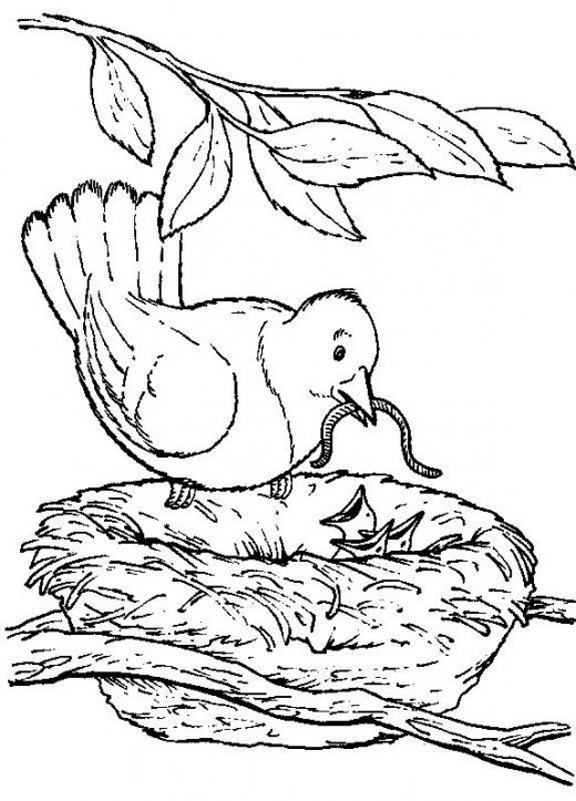 Backyard Animals And Nature Stunning Coloring Books For Seniors 520x723 Backyard Animals And Nature Stunning Coloring Books For Seniors