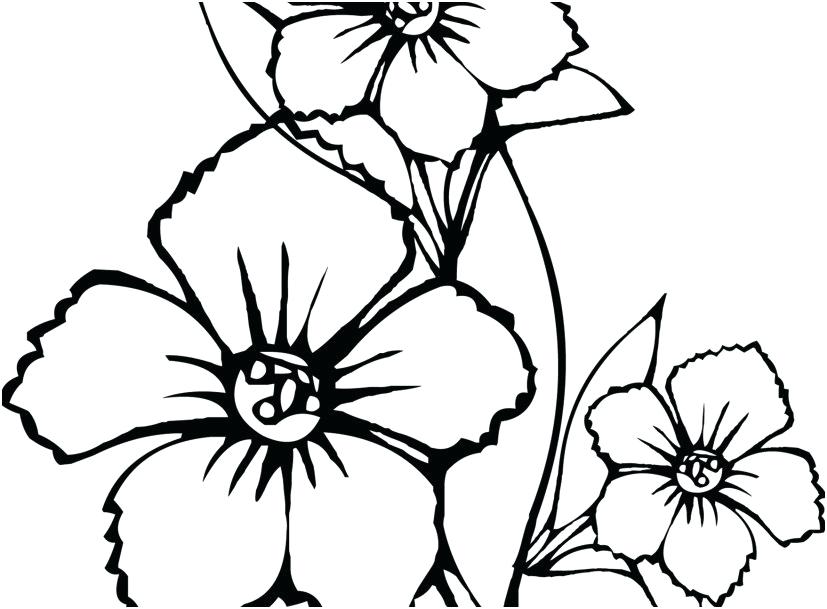827x609 Printable Flower Coloring Pages For Girls Vanda