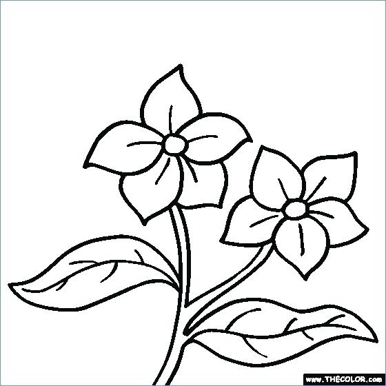 560x560 Coloring Pages For Girls Flowers Coloring Pages Flower Printable