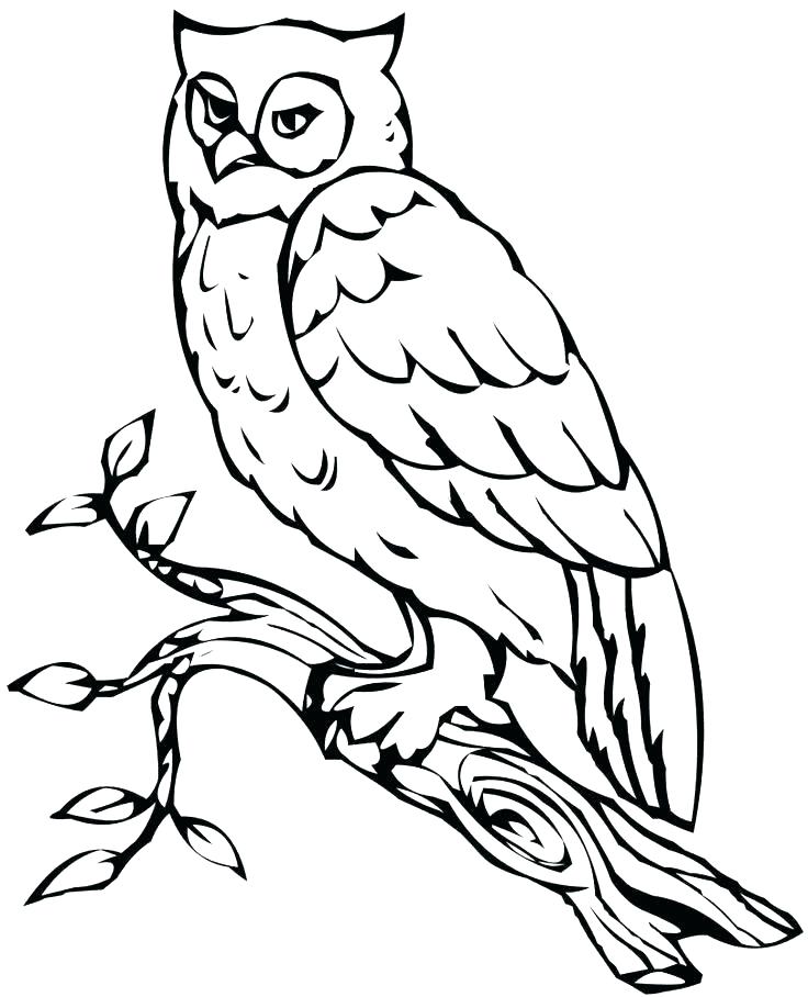 736x908 Free Coloring Pages Of Owls Free Owl Coloring Pages Owl Coloring